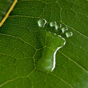 Carbon Footprint Management Diploma