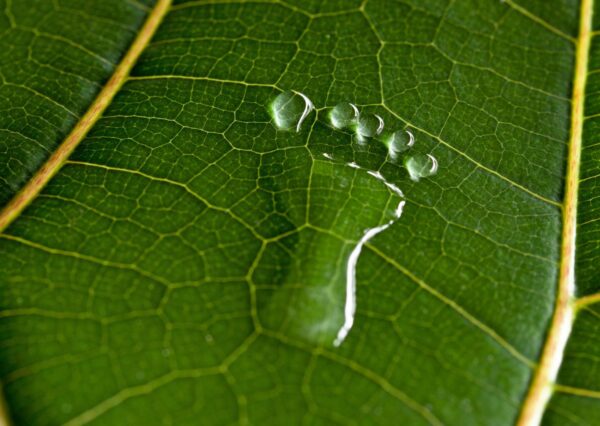 Carbon Footprint Management Diploma