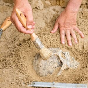 Anthropology Fundamentals