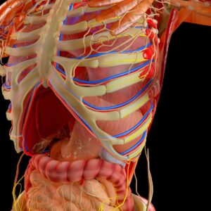 Exploring Online Anatomy and Physiology
