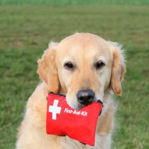 Dog First Aid Basics