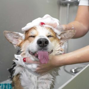 Dog Grooming Basics