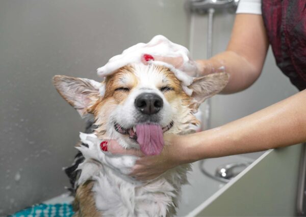 Dog Grooming Basics
