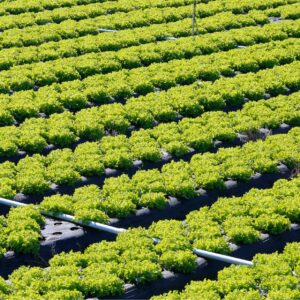 Horticulture Overview