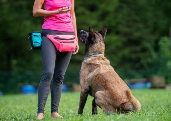 Certified Dog Training Program