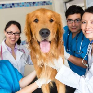Veterinary Assistant Training Program
