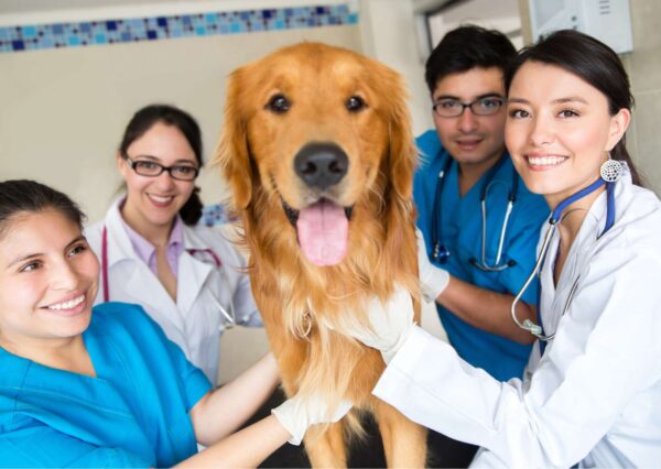 Veterinary Assistant Training Program