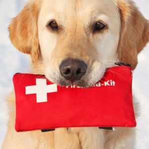 Pet First Aid Certification Course
