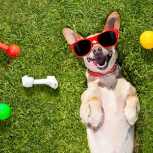 Dog Behavior Diploma