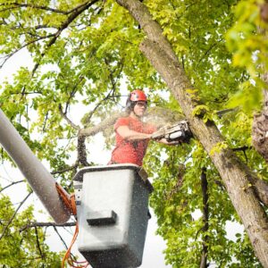 Tree Trimming Safety: Online Training