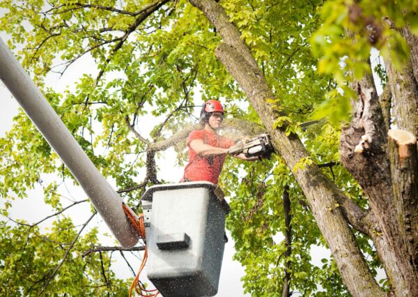 Tree Trimming Safety: Online Training